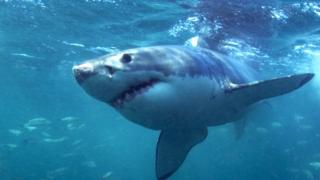 Maine shark attack: US woman killed