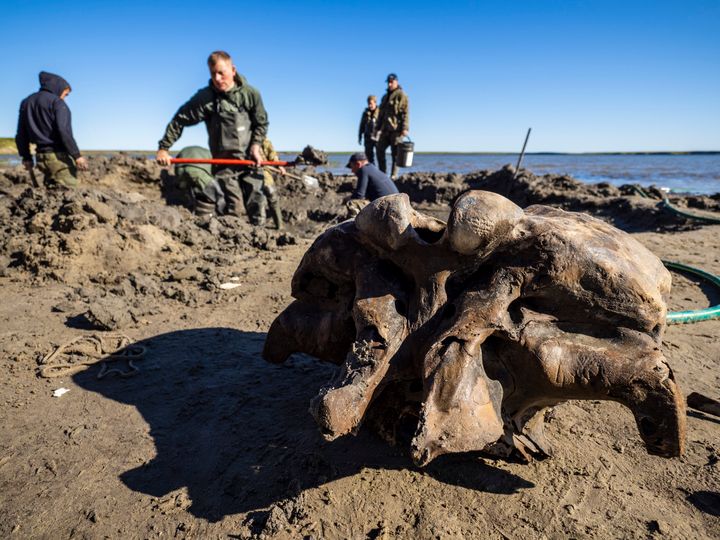 Reindeer Herders Find Well-Preserved Mammoth Skeleton In Siberian Lake