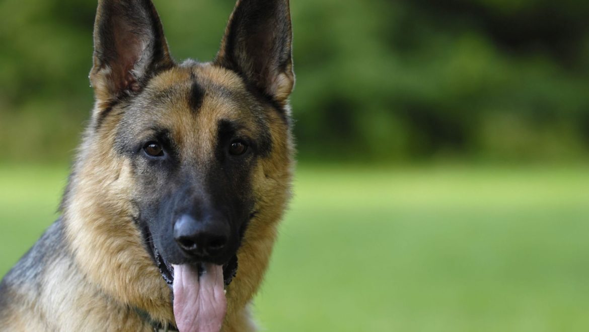 Coronavirus-infected German shepherd, first dog to test positive for COVID-19 in US, dies
