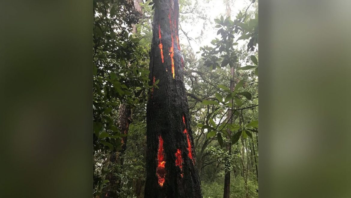 Lightning strike leaves ‘burning claw’ marks