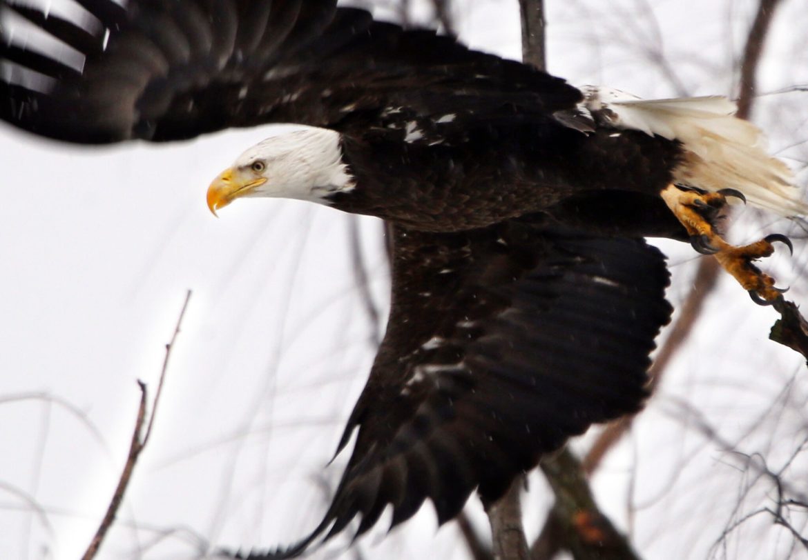 Bald Eagle Sends Drone into Lake Michigan