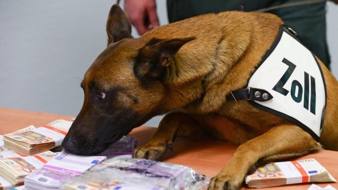 Frankfurt sniffer dog catches cash stash