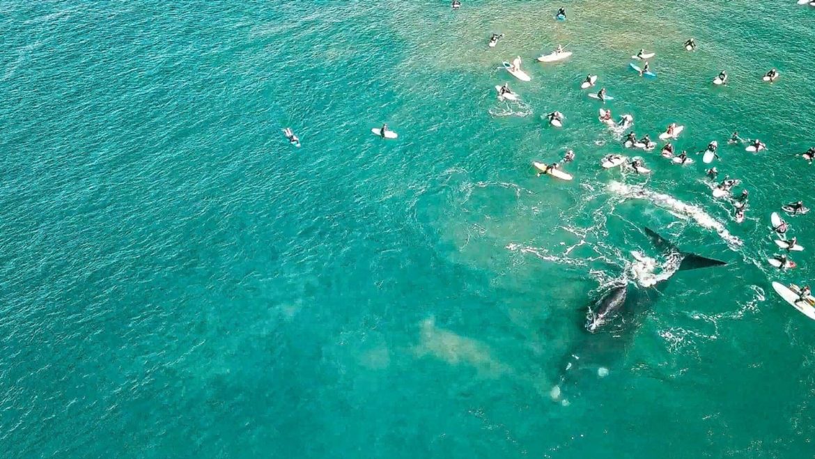 Whales surprise Australian surfers