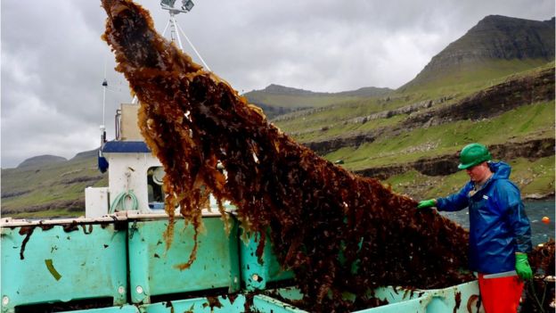 seaweed as food Non political news unbiased news other than politics 