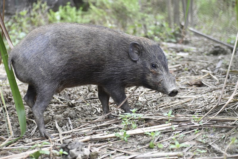 Virus lockdown for world’s smallest and rarest wild pigs