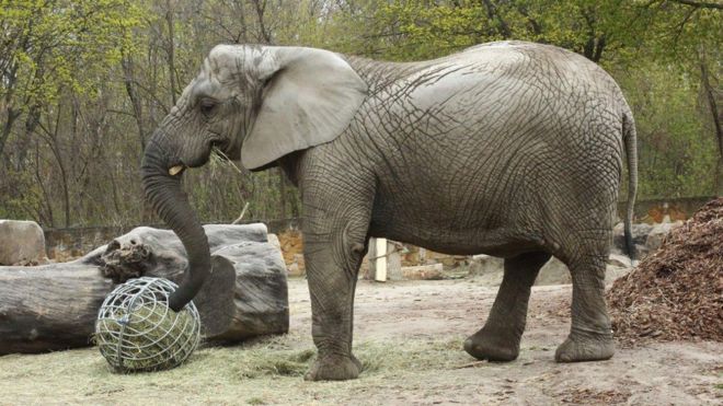Elephant at Warsaw Zoo to check cannabis-extract oil