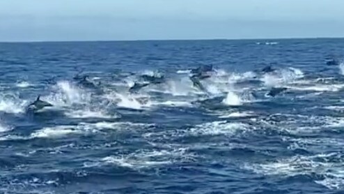 Dolphin Stampede