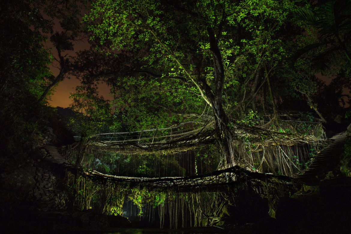 PHOTOS: Living Tree Bridges In A Land Of Clouds