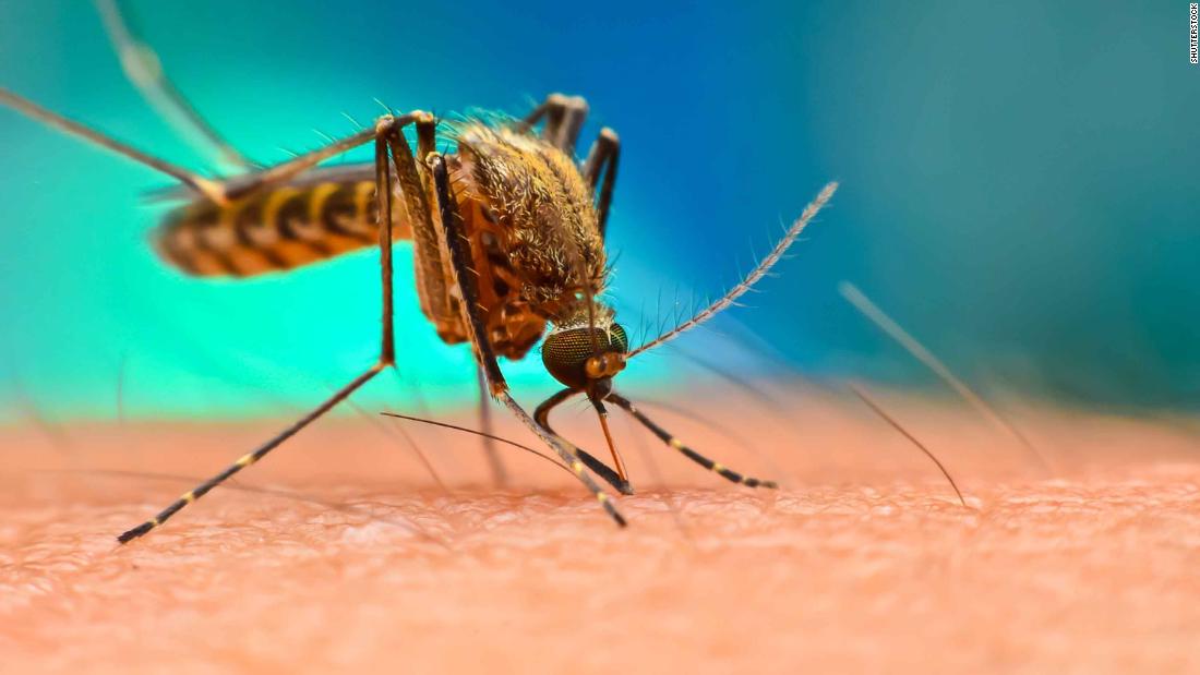 750 Million Genetically Engineered Mosquitoes Released in Florida