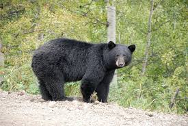 Woman fatally attacked by bear in Canada