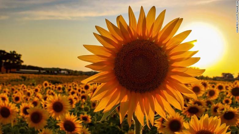 Farmer plants 2 million sunflowers for respite