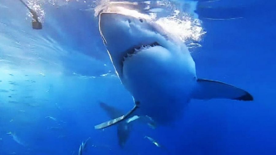 Pregnant woman rescues husband-shark attack