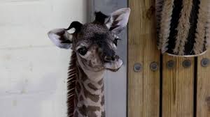 Baby Giraffe Born at Disney Backstage