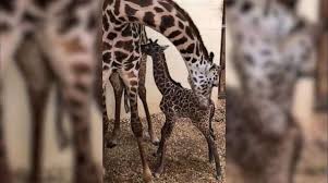 baby giraffe born at Disney's backstage, Follow News Without Politics, top unbiased news stories