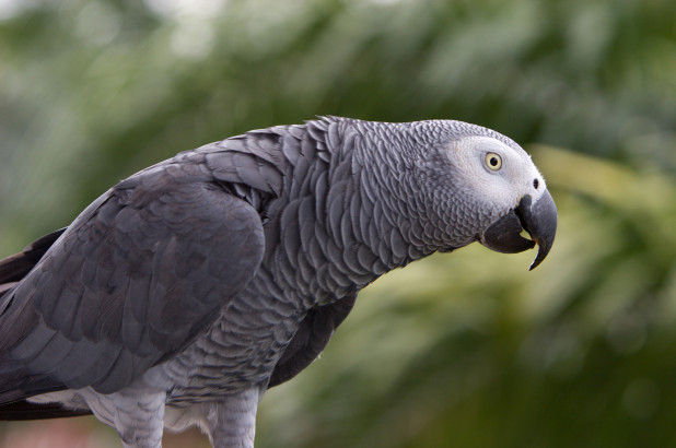 Potty-mouthed parrot kicked out of zoo!