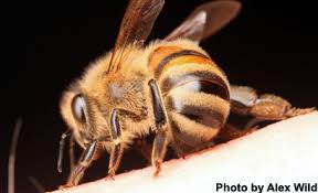 Bee venom may one day be used to fight cancer