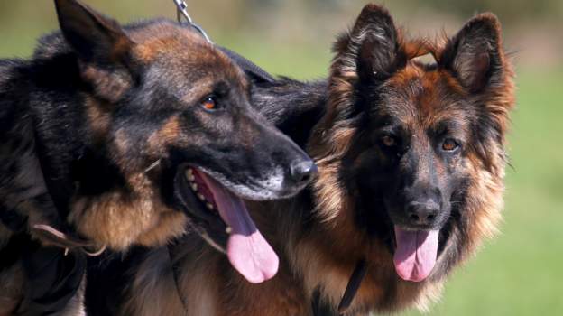 Virus-sniffing dogs trained