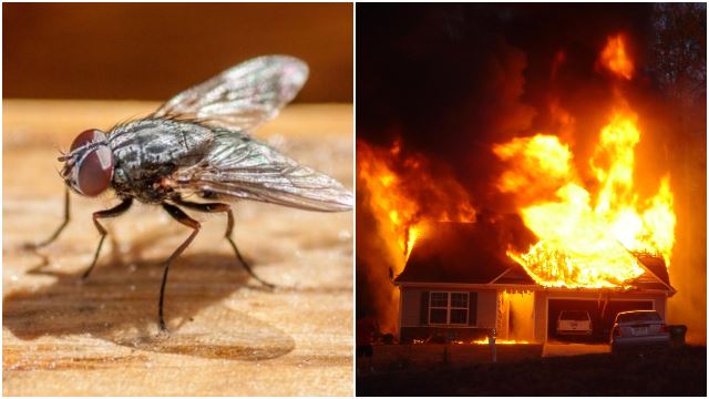 Man chasing fly accidentally blows up part of house