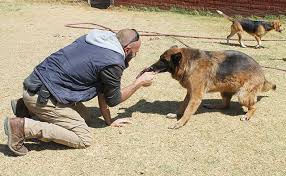 News without politics Nonpartisan training dogs to sniff for covid19
