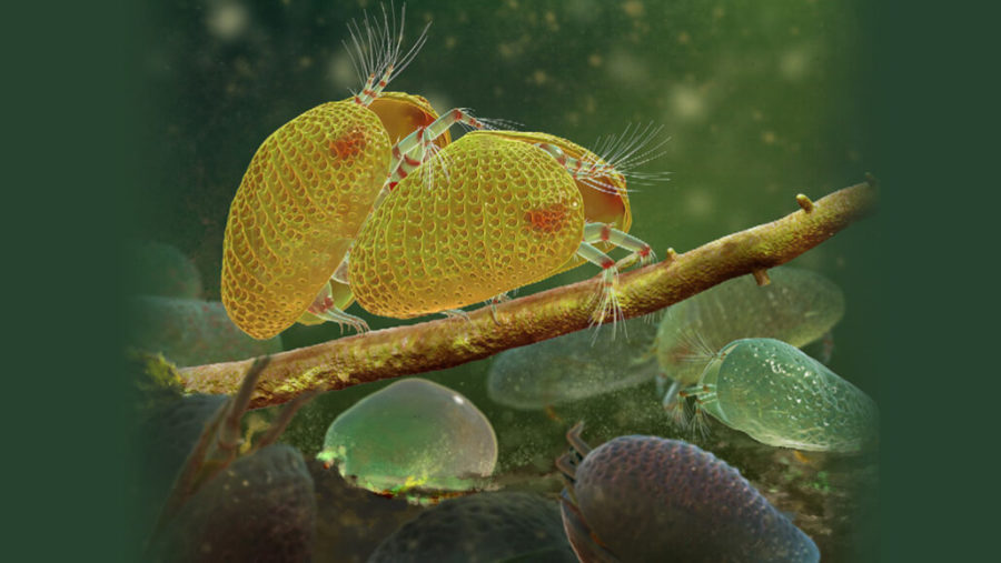 A tiny crustacean fossil contains roughly 100-million-year-old giant sperm