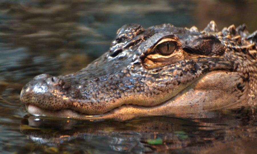 Japanese scientist and team win Ig Nobel: putting alligator on gas