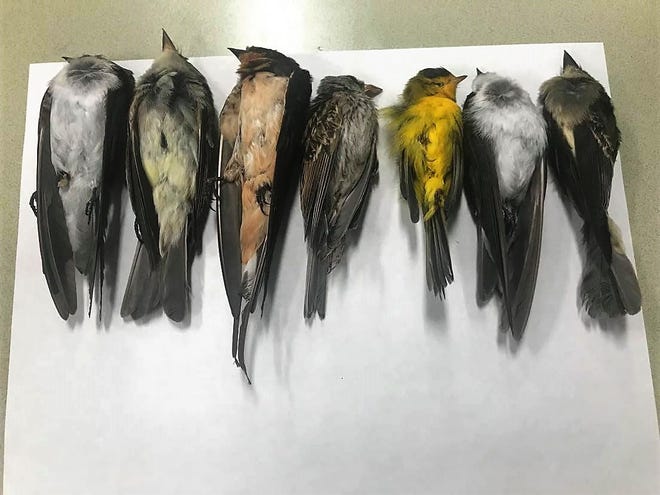 Dying New Mexico birds, ‘hundreds of thousands’