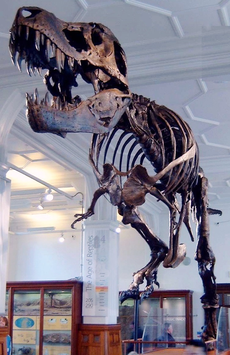 Want to buy a dinosaur? One of the world’s biggest T. rex skeletons is up for sale