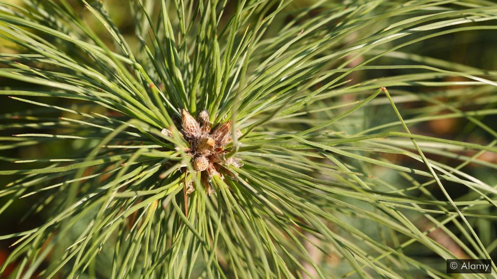 The Himalayan invention powered by pine needles
