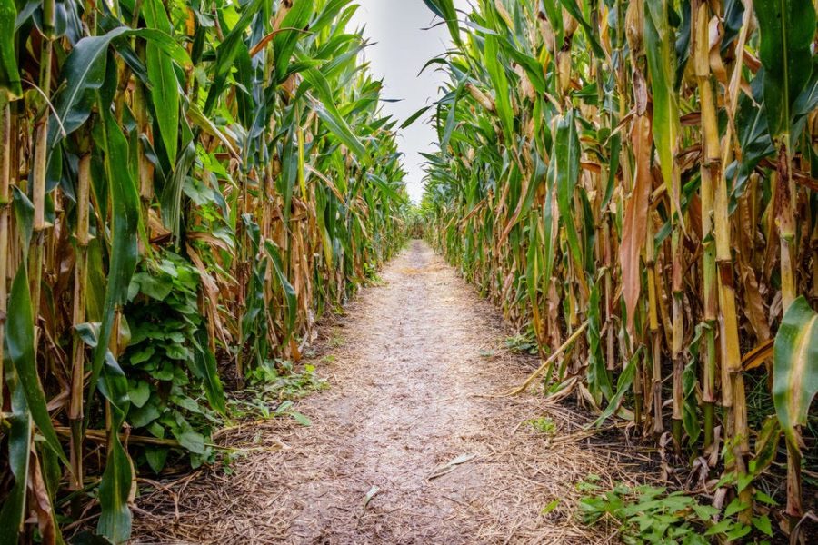10 corn mazes you need to visit this fall