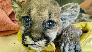 mountain lion cub rescued from wildfire, follow News Without Politics, most unbiased news source