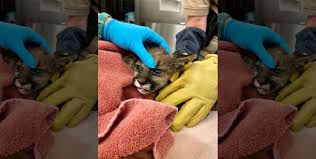 mountain lion cub rescued from wildfire, follow News Without Politics, most unbiased news source