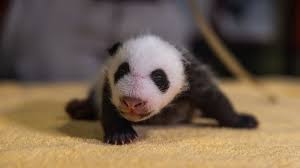 New baby panda is a boy! Panda’s papa confirms