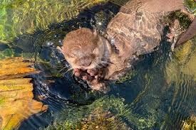 widowed otter finds love, follow News Without Politics, most unbiased news source