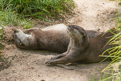Widowed Otter Finds New Love with Online Dating