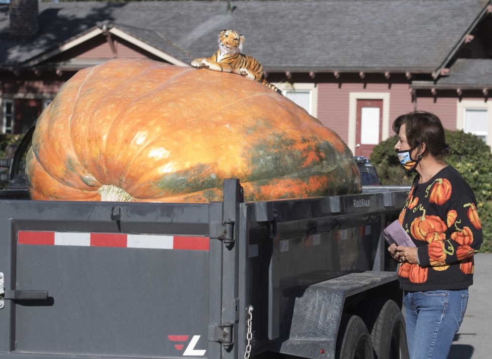2350- pound pumlin wins contest in Moon Bay, follow News Without Politics, unbiased