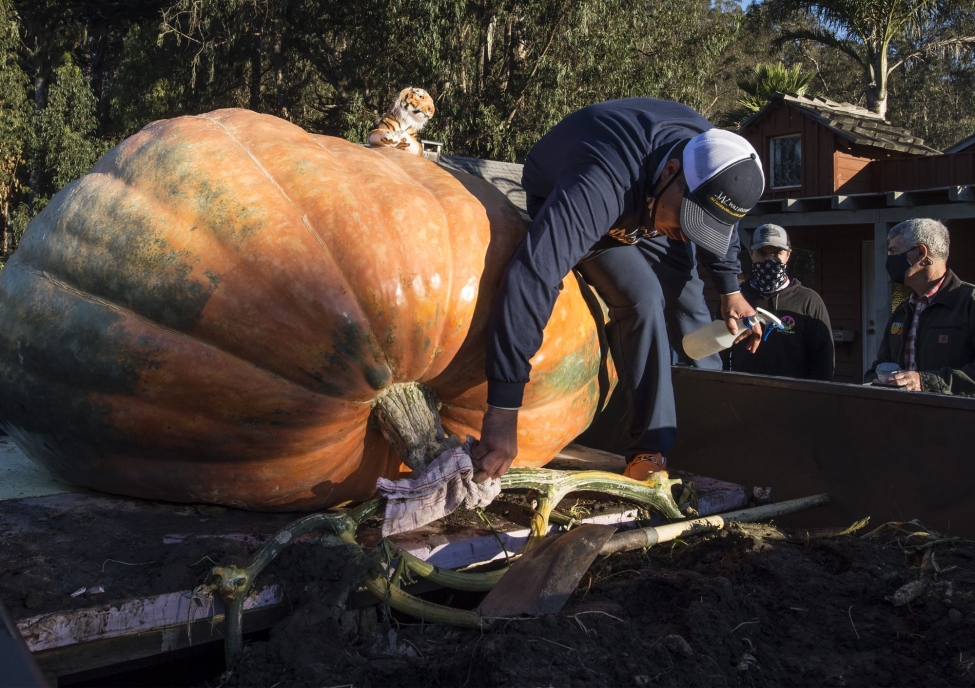 2350- pound pumpkin wins contest, News Without Politics, without media bias