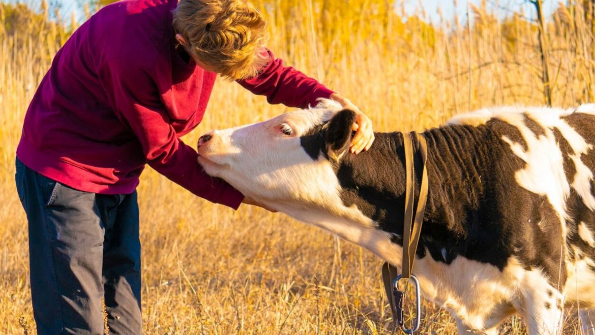 Cow-hugging: cuddling farm animals relieves stress