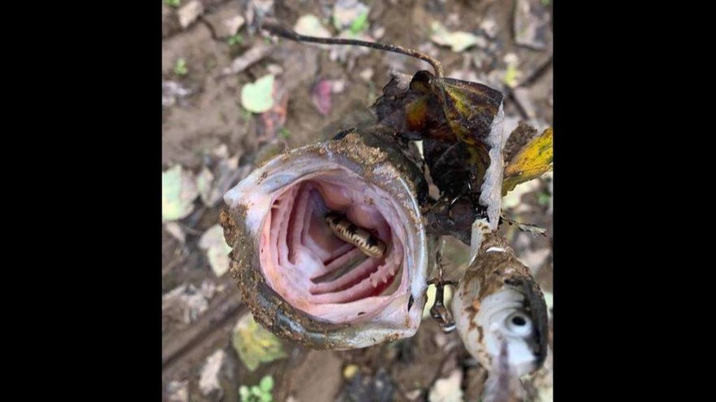 snake hiding in bass fish mouth, News Without Politics, without media bias