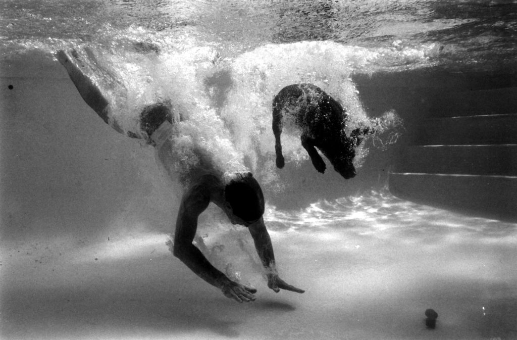 Bellybutton the Diving Dog: Let's Go For a Swim....., see more pics with News Without Politics, unbiased