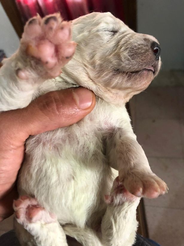 Italy-Puppy with green fur born named 'Pistachio', so cute, stay informed and follow News Without Politics unbiased