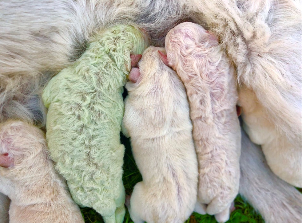 Italy-puppy with green fur born named ‘Pistachio’