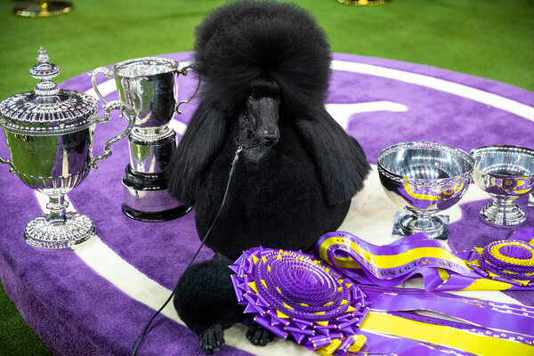 Westminster Dog Show Is Moving!