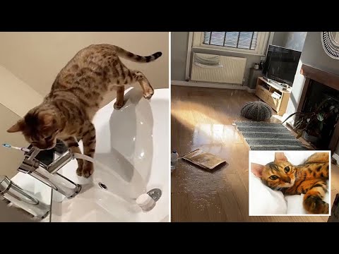 Cat-astrophe! Cat turns on sink, floods home