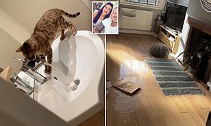 Cat-astrophe! Cat turns on sink, floods home, here's how, follow unbiased News Without Politics