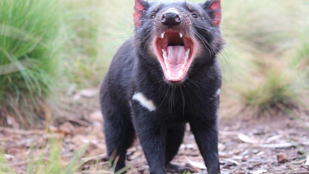 Tasmanian devils released in Australia, non political news source, news without politics 