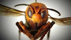 Washington state discovers first ‘murder hornet’ nest in U.S.