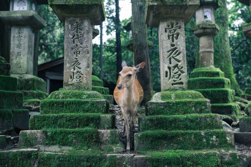 Deer in Nara japan nonpolitical