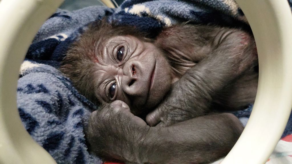 Most unbiased news source, Baby male gorilla is born, News without politics Unbiased