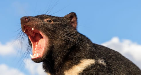 Tasmanian devils return to mainland Australia after 3,000 years