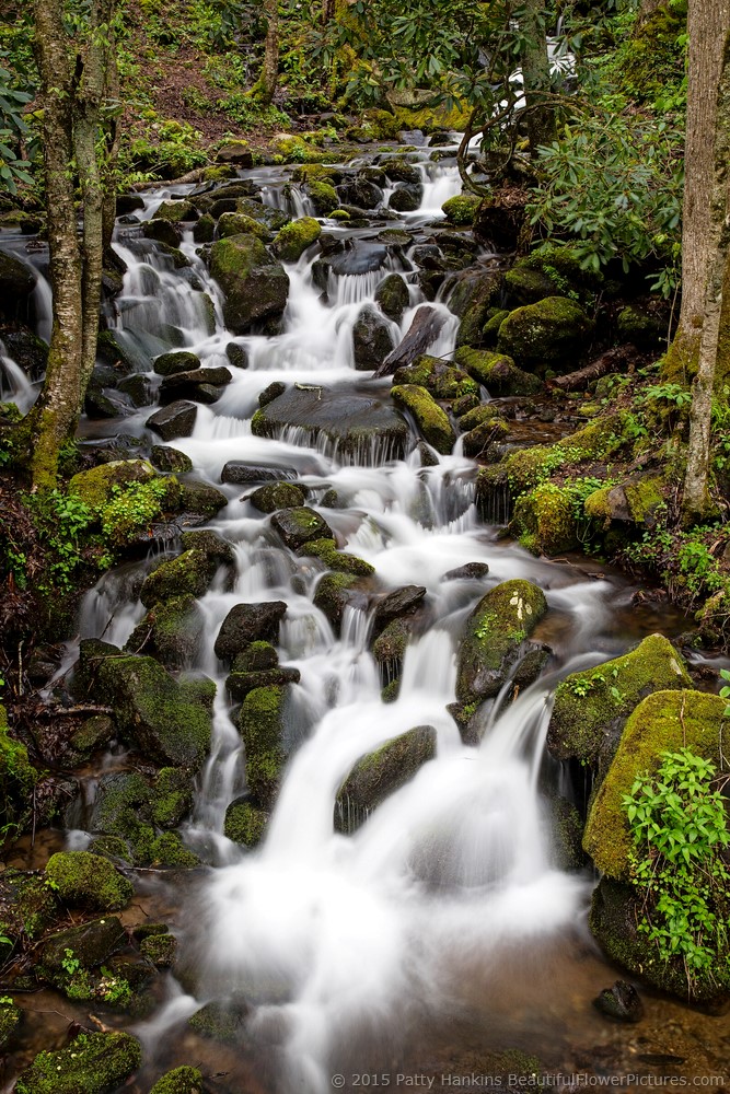 fall foliage, Smoky Mountains, follow  News Without Politics, non political unbiased news